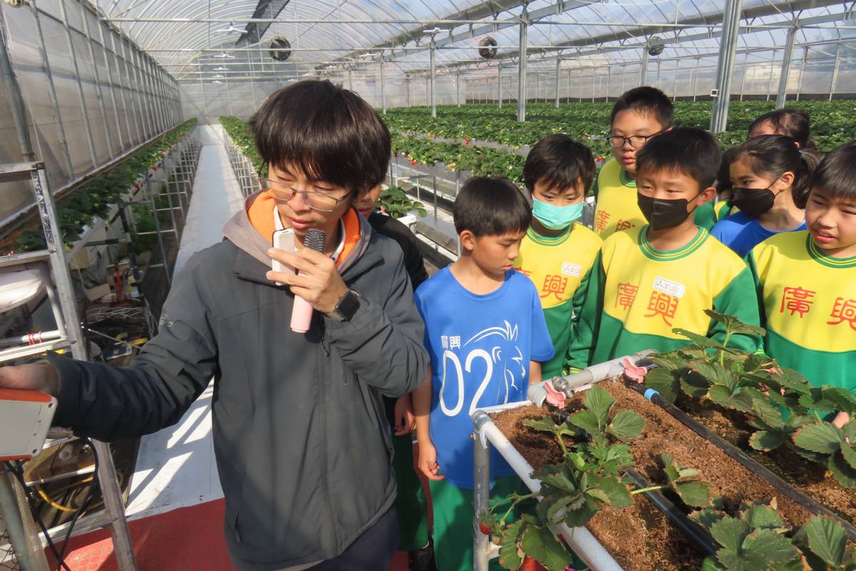 桃園市八德區廣興國小參觀溫室草莓園，學習如何栽種以及堆肥利用


