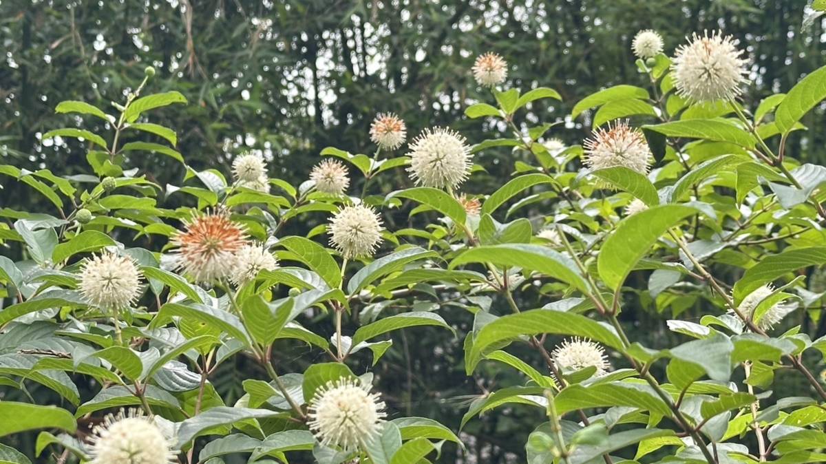 美麗的風箱花(蕭學苑提供)