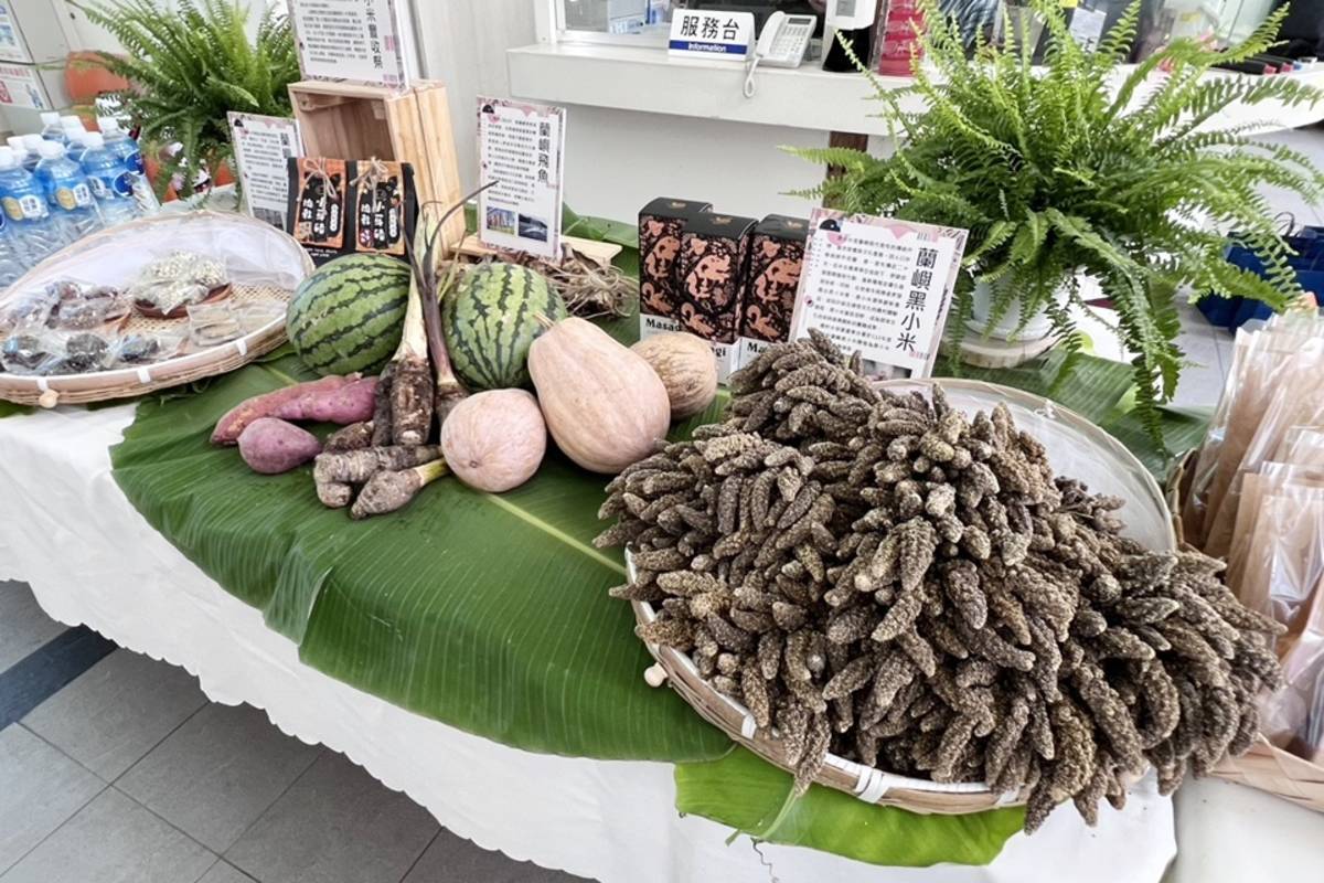 黑小米是蘭嶼鄉代表性傳統作物，富含營養價值，曾一度面臨失傳，經農業單位協助下，於野銀部落成功復育。