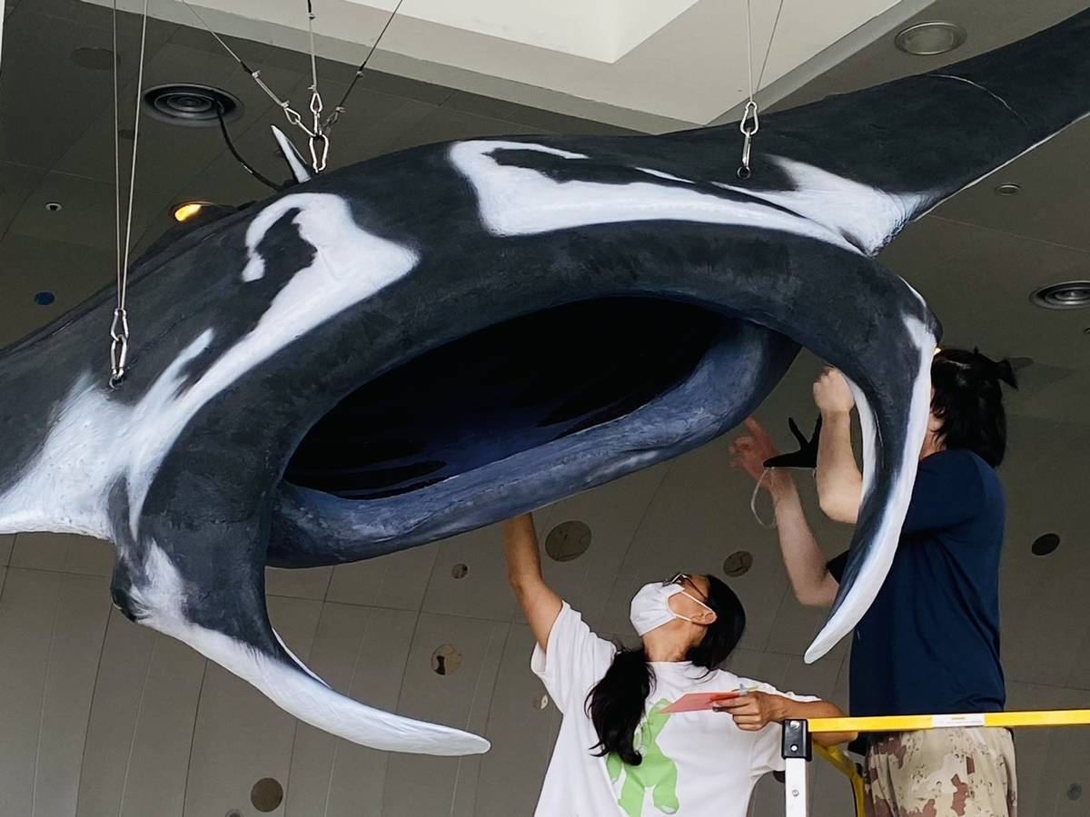 這件身列世界自然保育聯盟（IUCN）紅皮書「瀕危（Endangered）」等級的珍稀標本，不僅是海科館的明星展品，更象徵海洋生物保育的重要里程碑。(海科館提供)