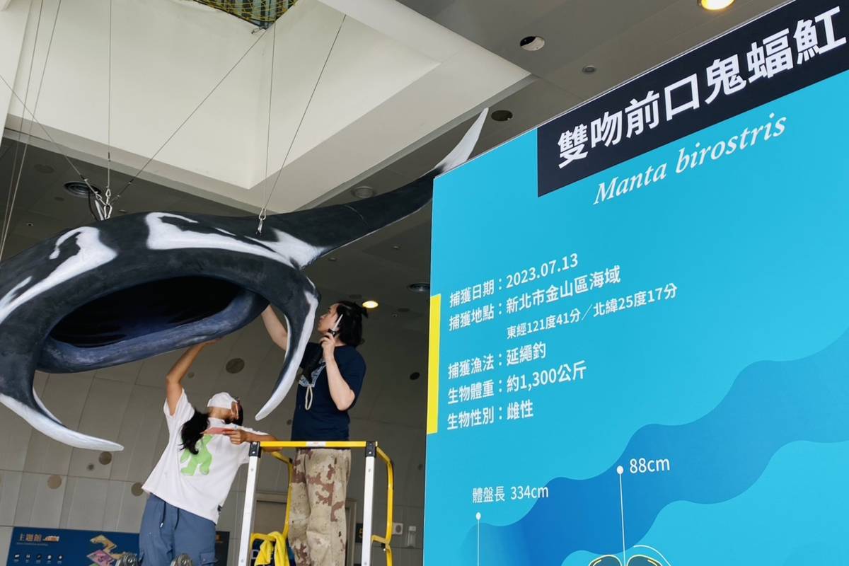 這件身列世界自然保育聯盟（IUCN）紅皮書「瀕危（Endangered）」等級的珍稀標本，不僅是海科館的明星展品，更象徵海洋生物保育的重要里程碑。(海科館提供)