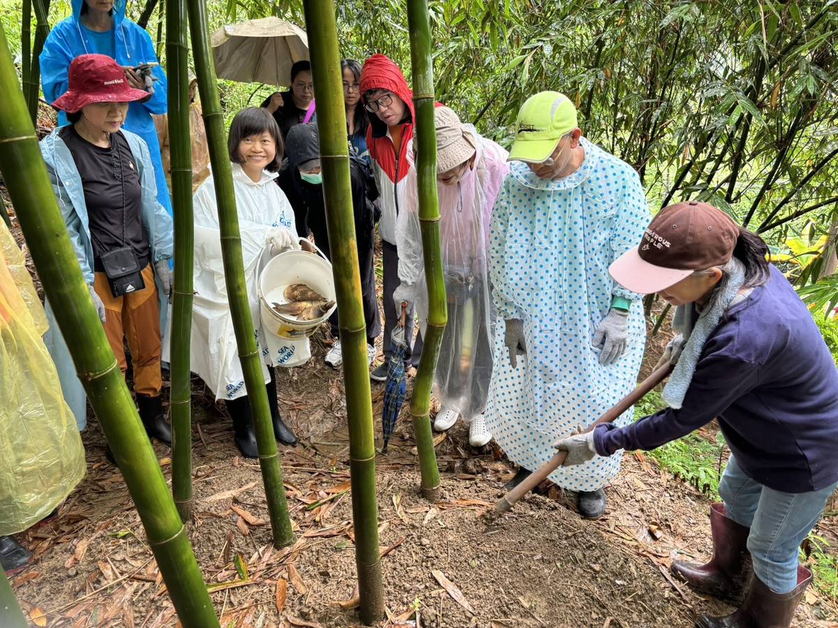 大家一起採綠竹筍