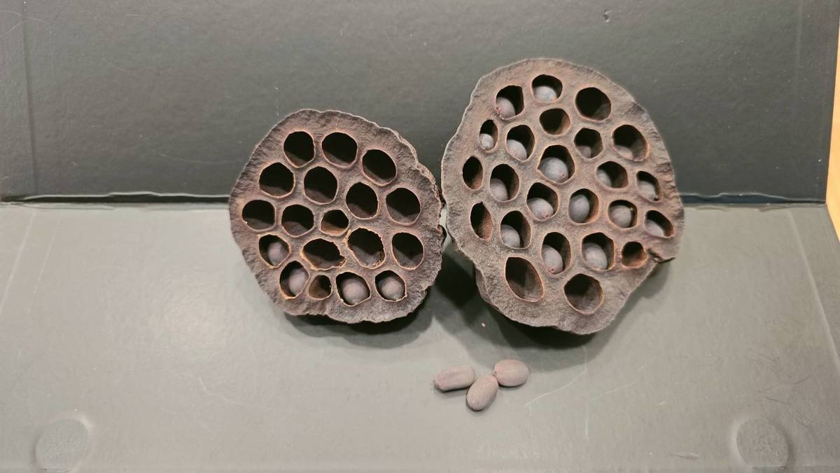 乾燥的蓮蓬及蓮子