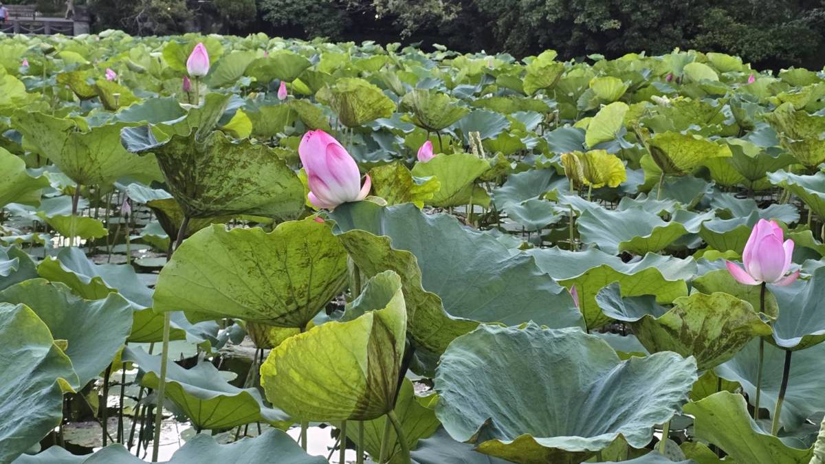 臺北植物園的荷花池