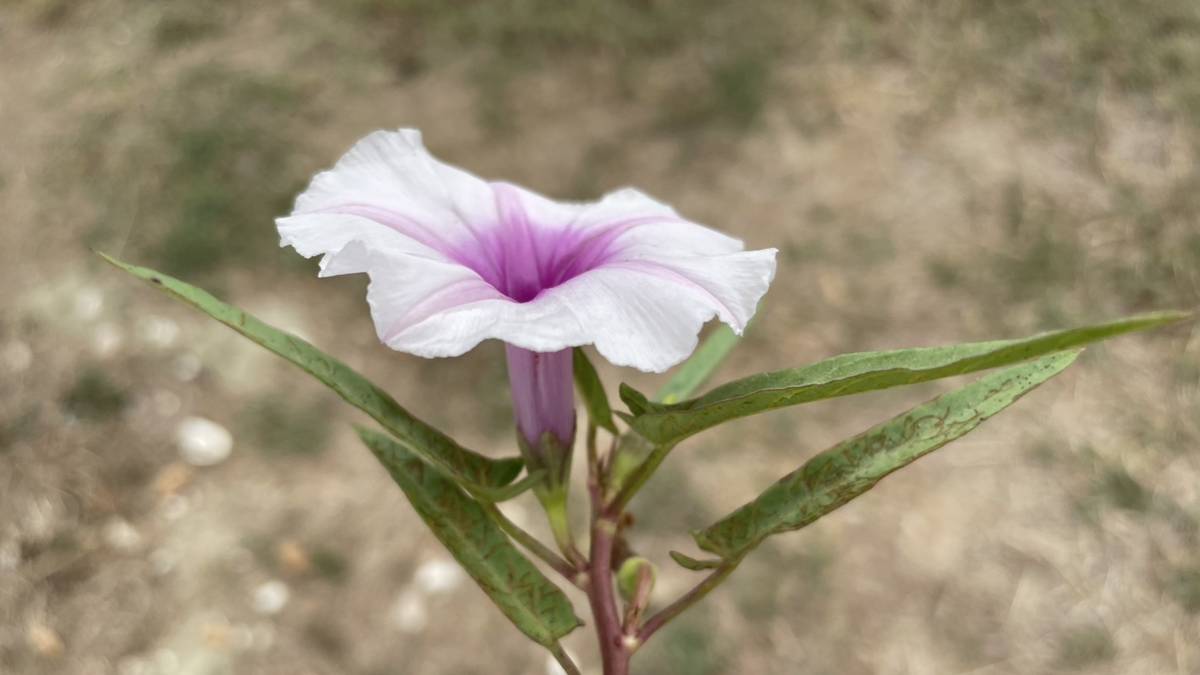 紅骨空心菜_邱麗涓老師提供