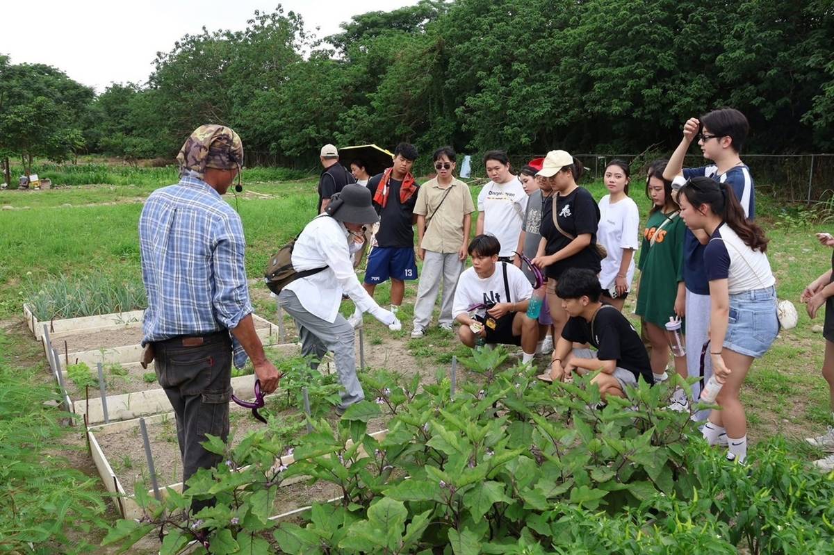 亞洲大學原住民食農文化宣教暨種植教育活動-一同採菜趣 (教育部提供)