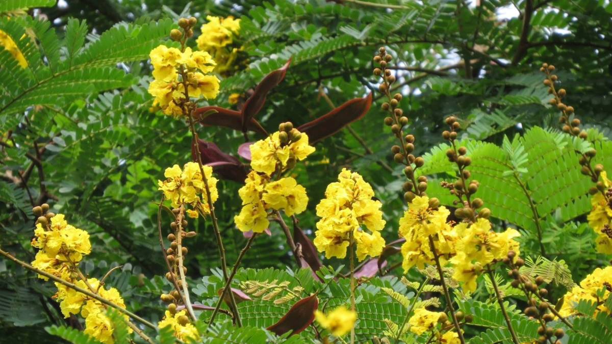 盾柱木花、莢果(邱麗涓老師提供)