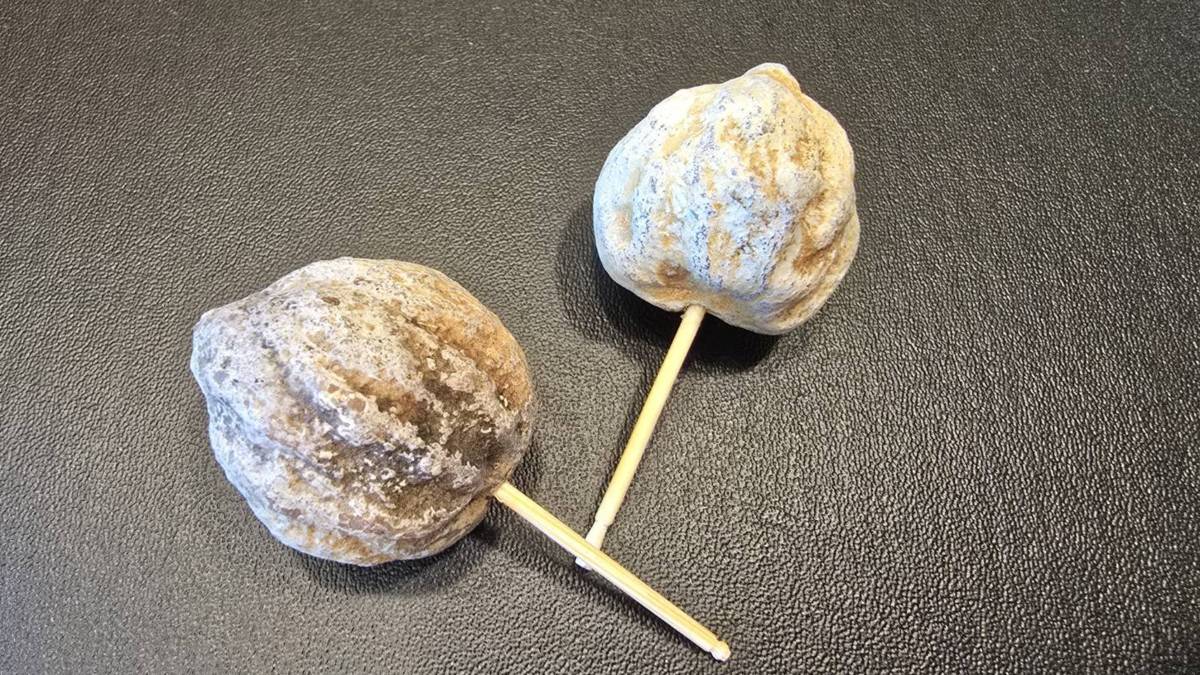 季君老師提供石栗陀螺1對，讓聽眾朋友帶回家