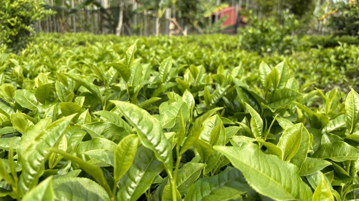 樹德園以自然農法種植安全無毒的茶葉