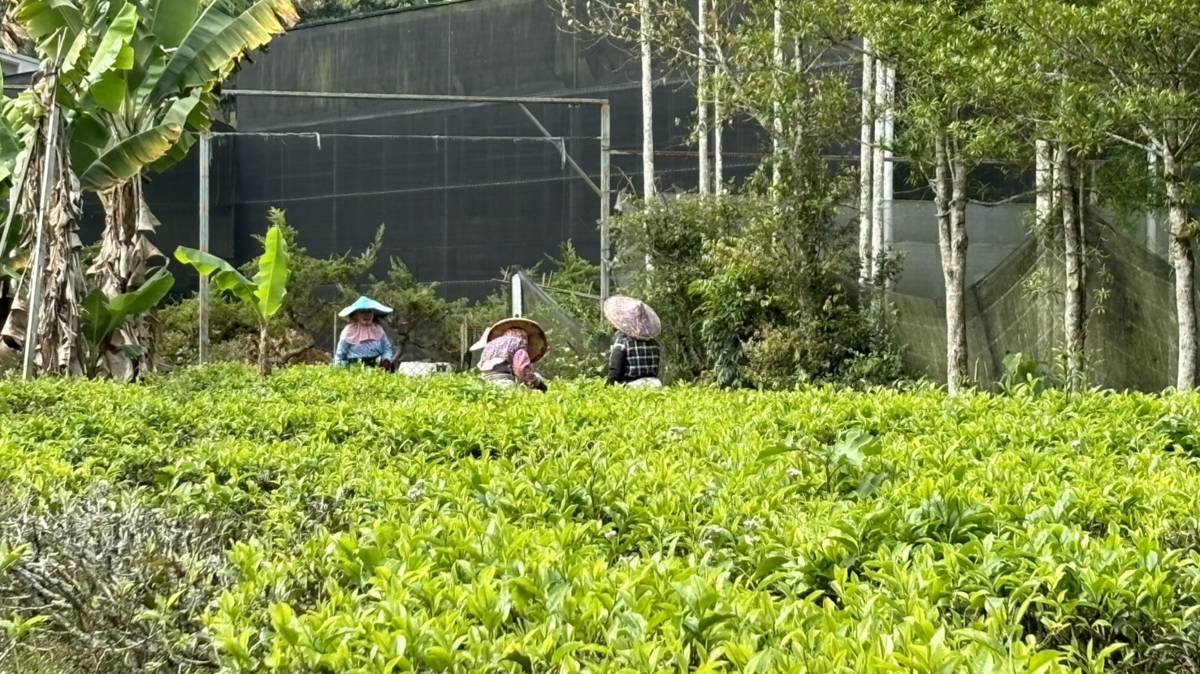 樹德園規劃許多體驗活動讓家長們可以帶著小朋友來認識茶