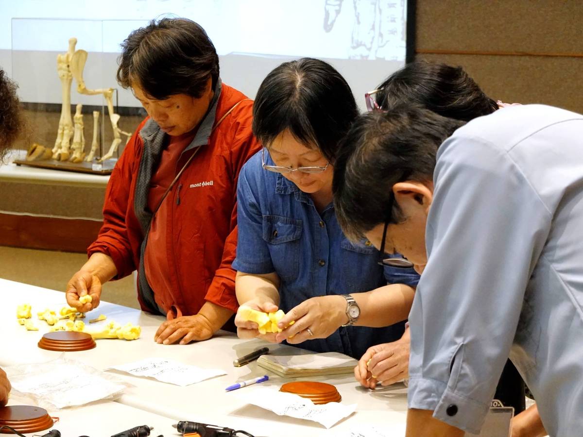 豬腳骨模型製作課程，從單塊骨骼辨識動物年齡、運動傷害等特徵