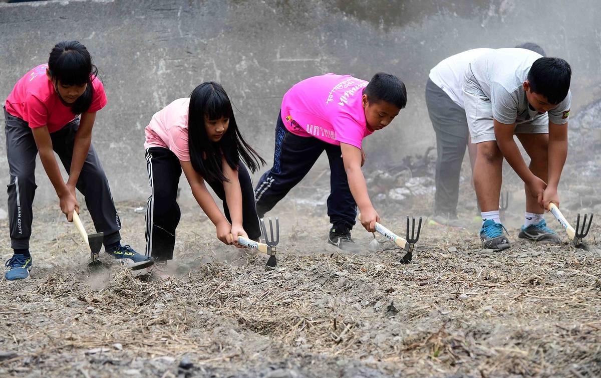 小米農事體驗課程，能讓學童理解作物生產過程與農業環境的關聯與重要性。