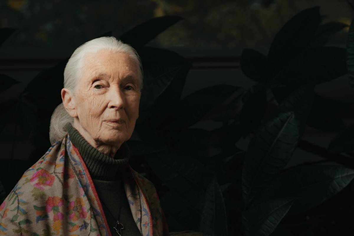 珍古德博士在美西時間10月1日辭世，享壽91歲(照片來源:國際珍古德教育及保育協會)

