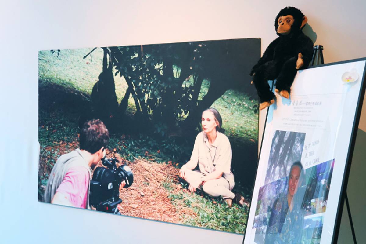 科博館推出紀念微型展《珍與科博：珍古德與科博館的珍貴情緣》。圖片提供／國立自然科學博物館.