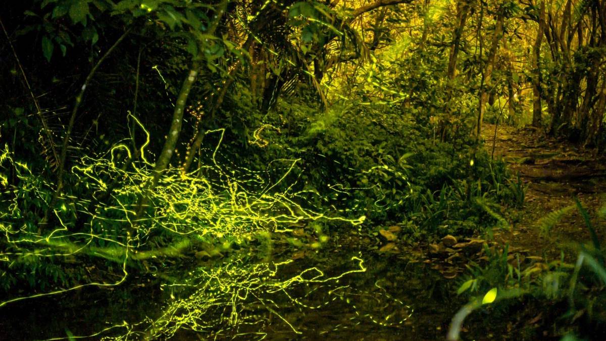 三富-螢火蟲 (2).jpg