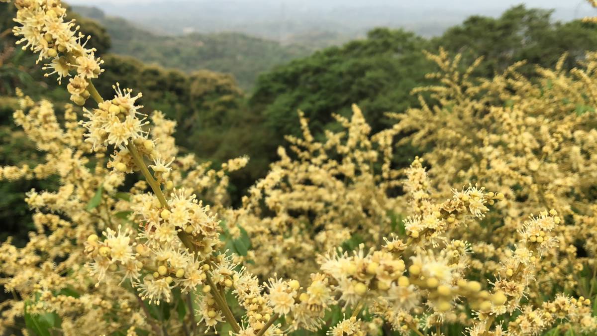 台南仙湖農場龍眼022：每年3、4月龍眼花開季節，台南東山一片金黃，十分優美.jpg
