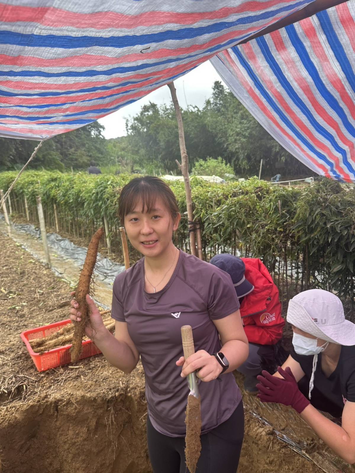 聽友王若璿成功挖出一株完整山藥。