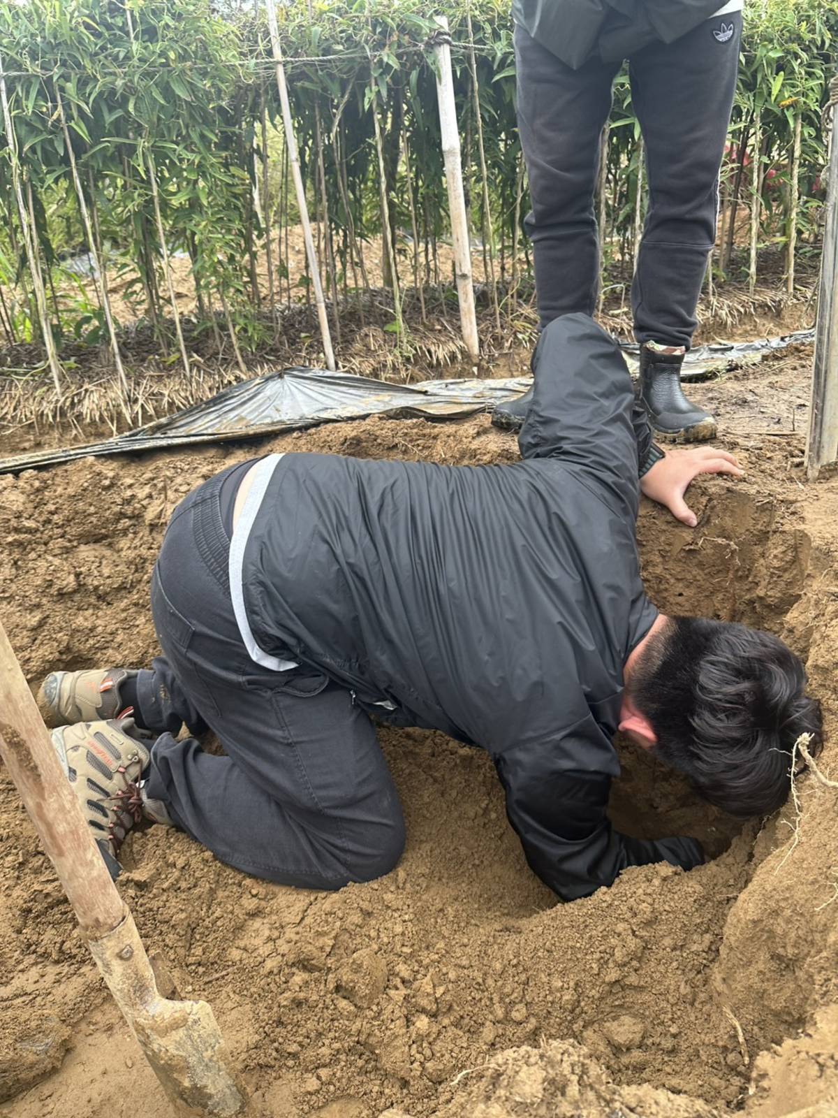 聽友為了不讓山藥斷裂而趴進土裡。