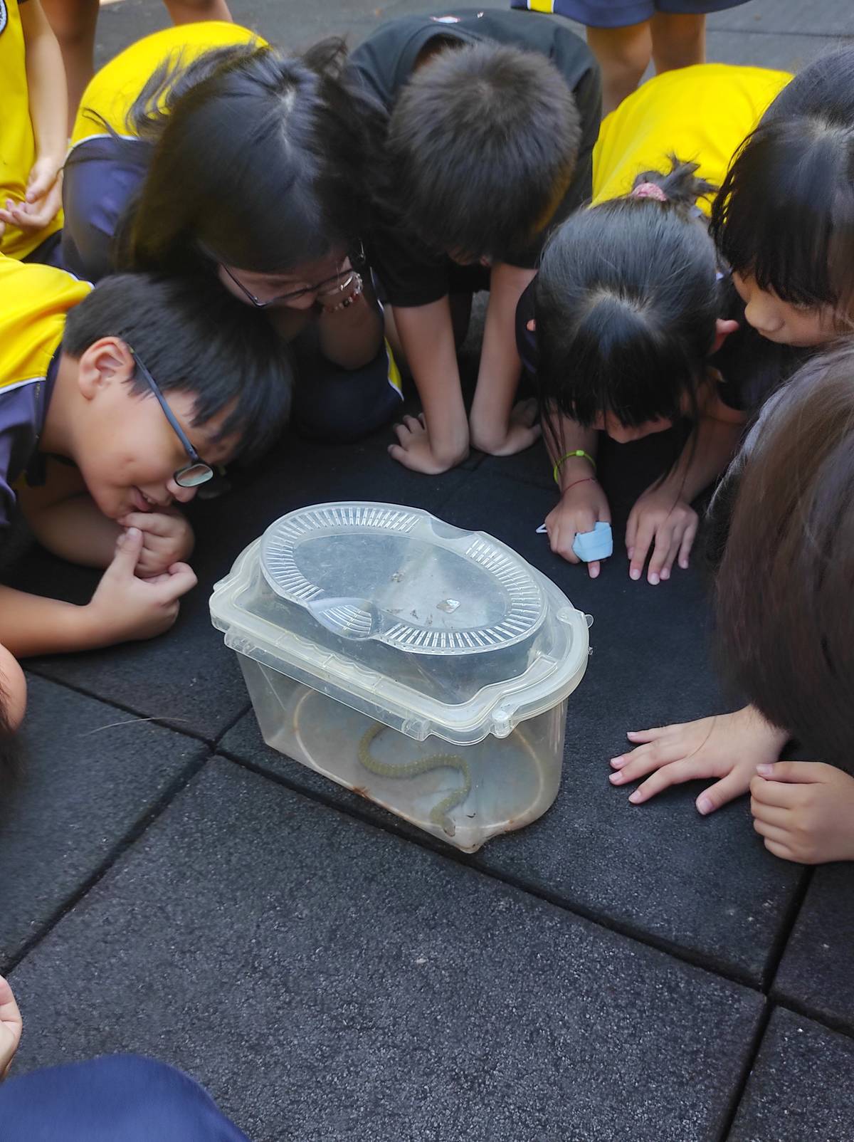 學生觀察被捕捉的蛇，感到十分好奇