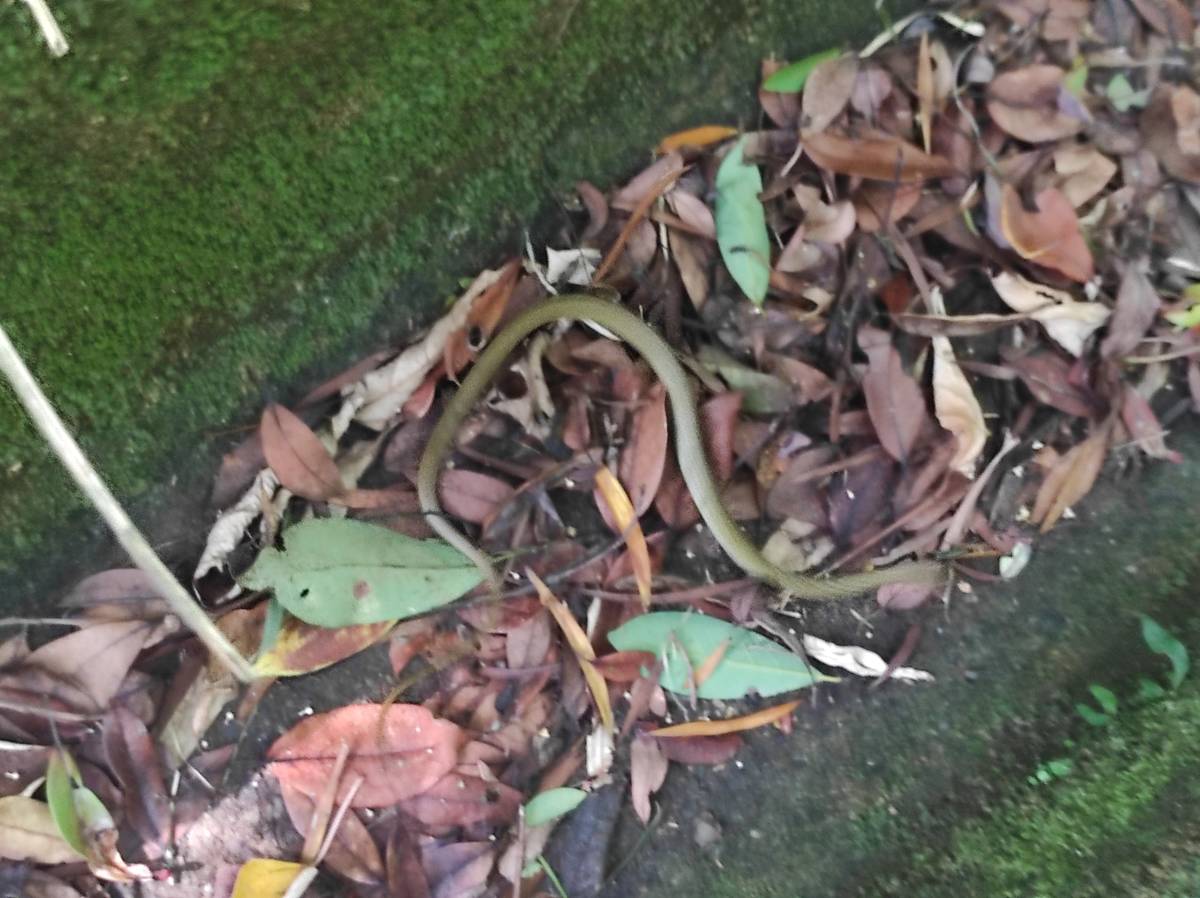 小蛇回家了，小朋友提醒牠別再迷路了