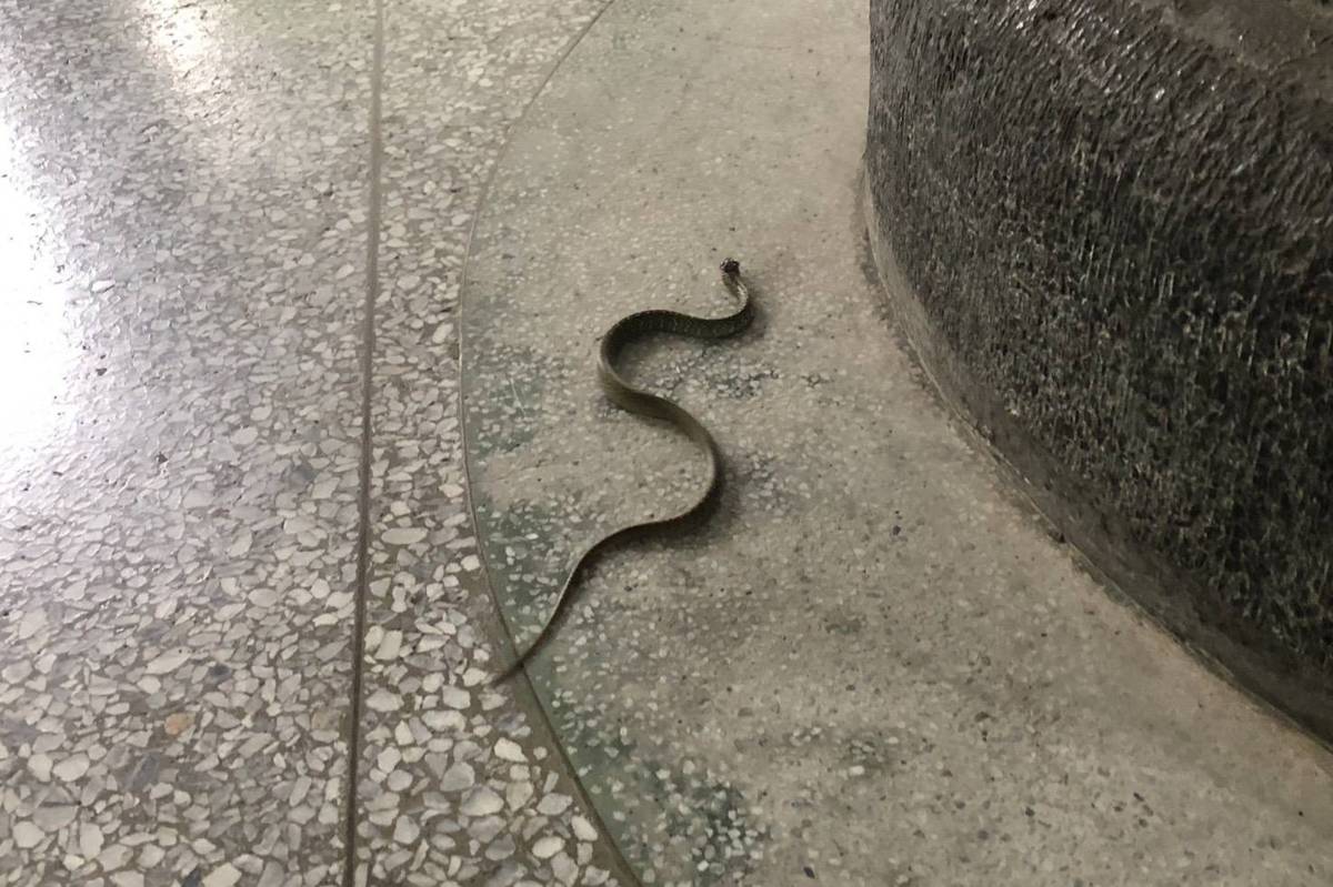 桃園市自強國小學生日前在校園發現有蛇出沒