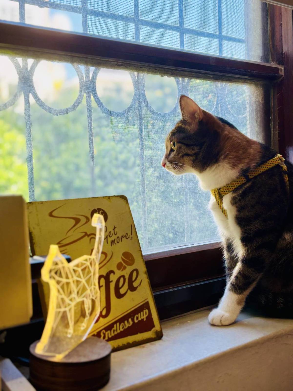 帶肉丸出外走走