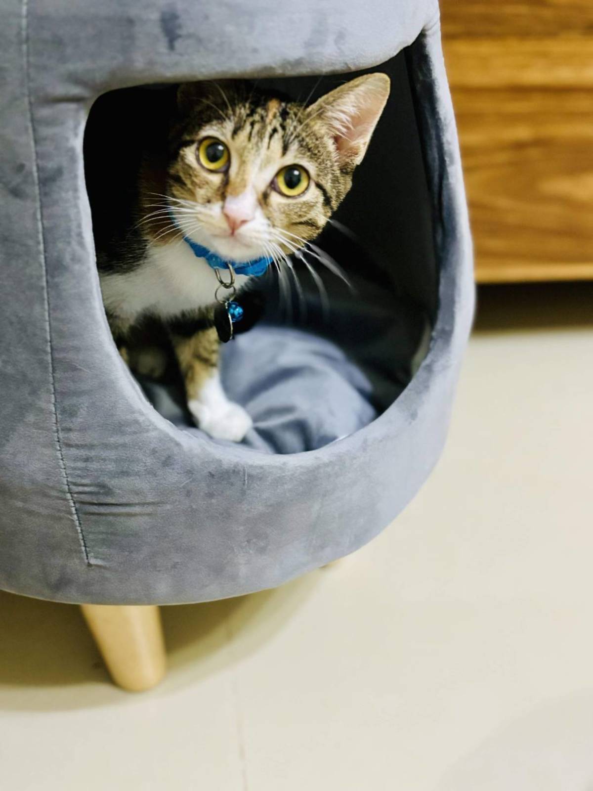 肉丸好奇的察看