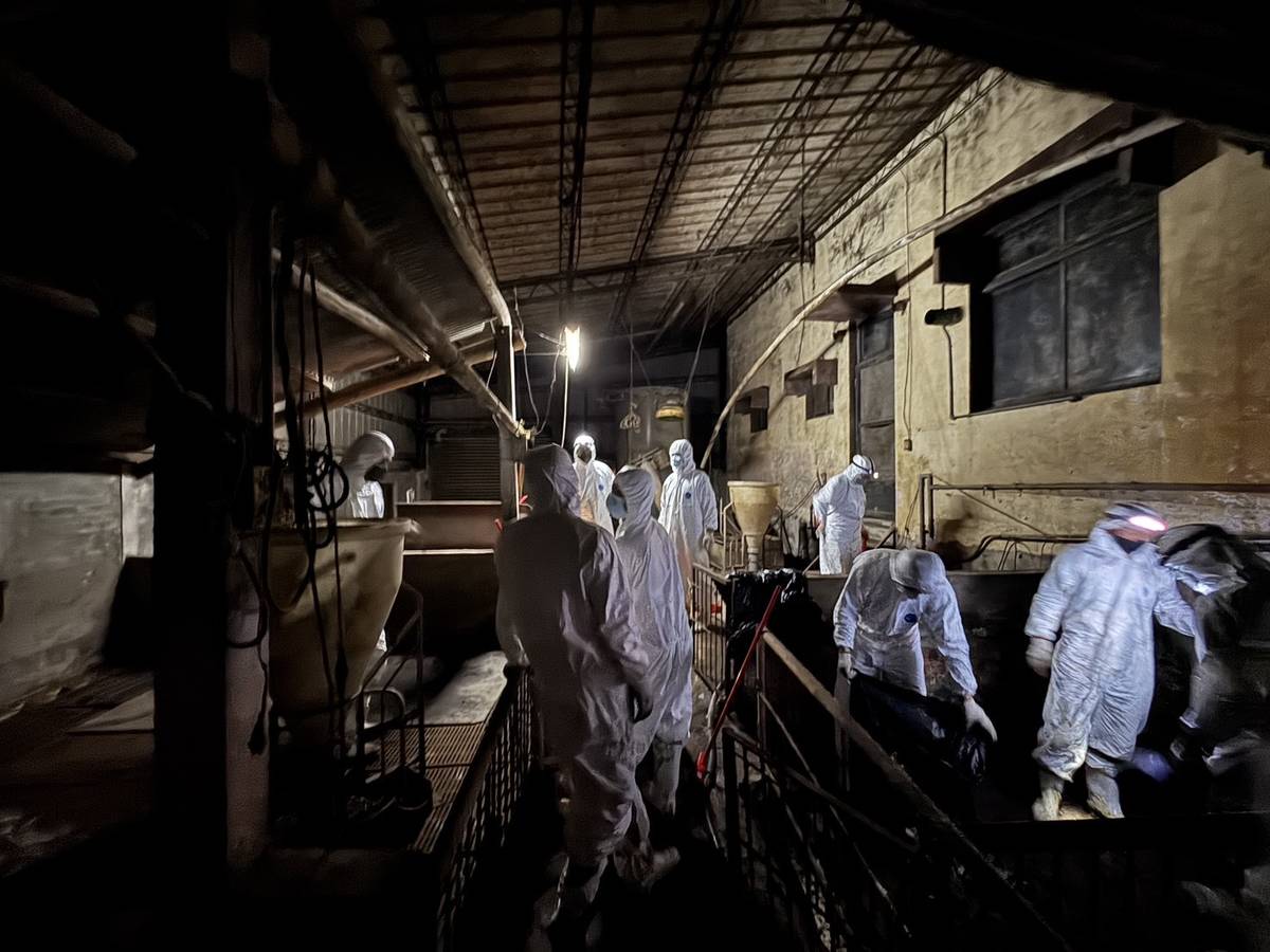 臺中案例場10月30日晚間持續進行清消