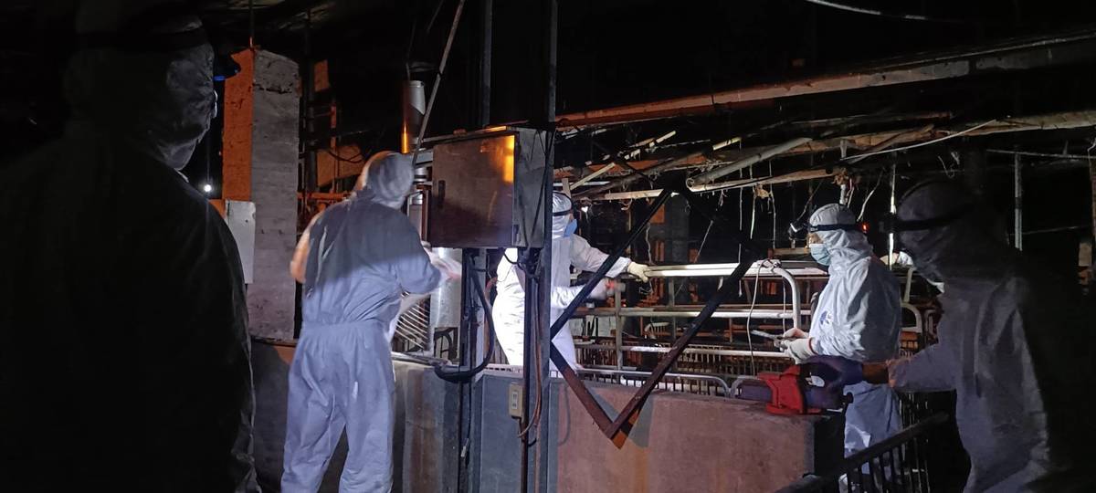 臺中案例場10月30日晚間持續進行清消