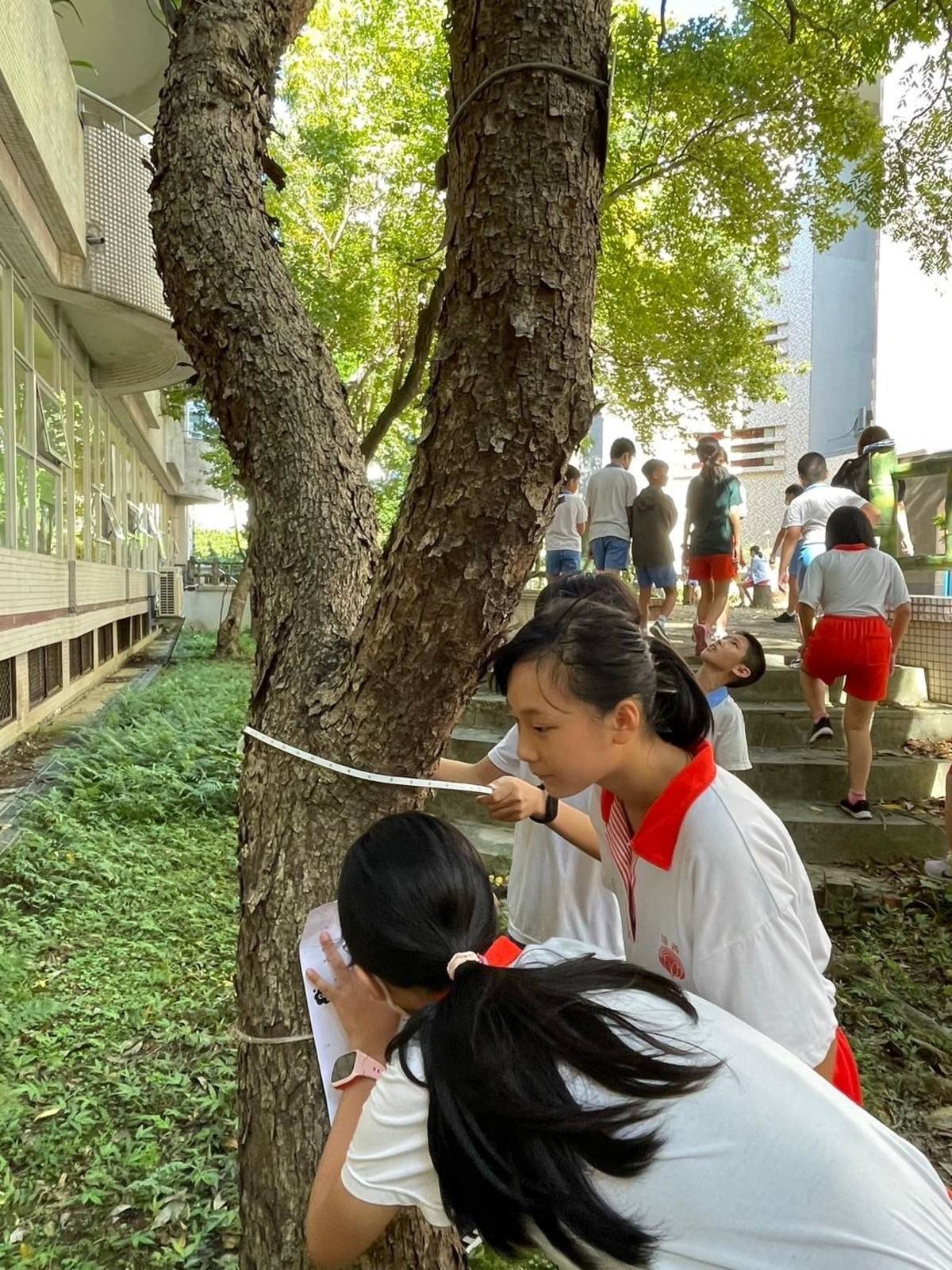 學生學習認識樹木碳匯並實際計算碳匯量(板橋區信義國小)