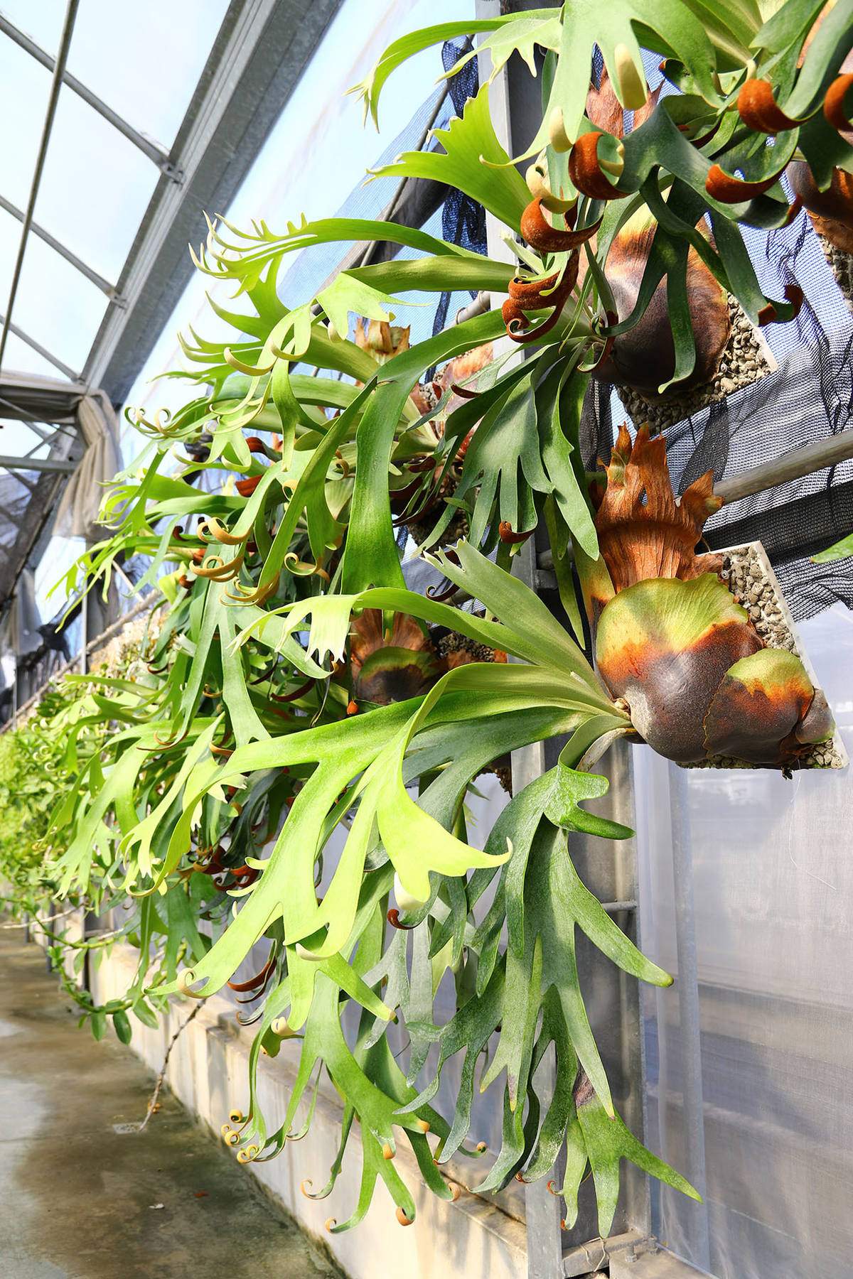 火山浮石手作植生板可與多種鹿角蕨完美結合，展現自然風貌。