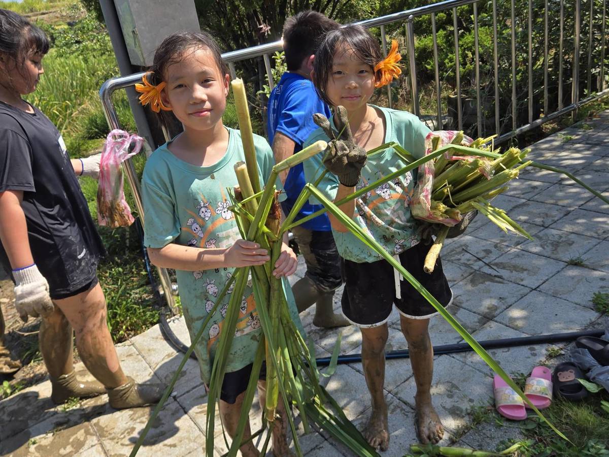 學生們赤腳踏進田裡採摘茭白筍，收穫豐富