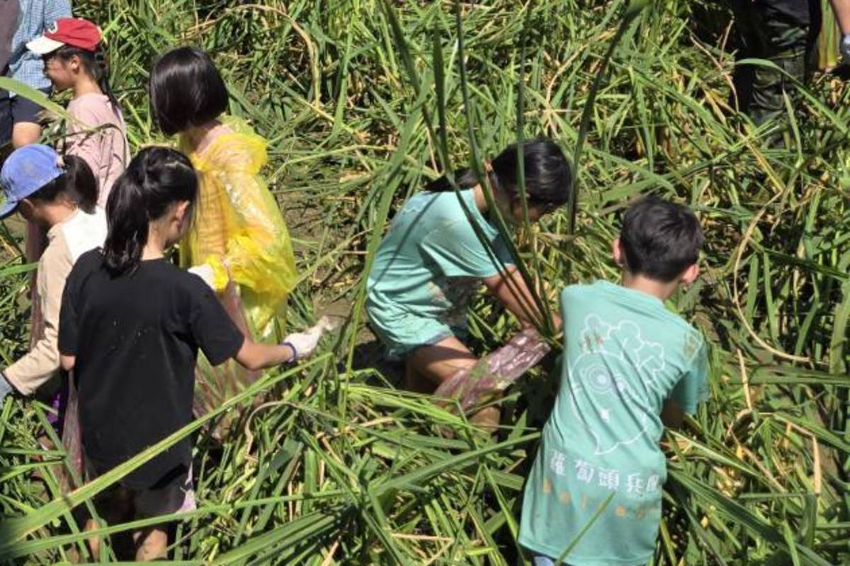 北市南門國小學生走出學校，到三芝採茭白筍，體驗農事