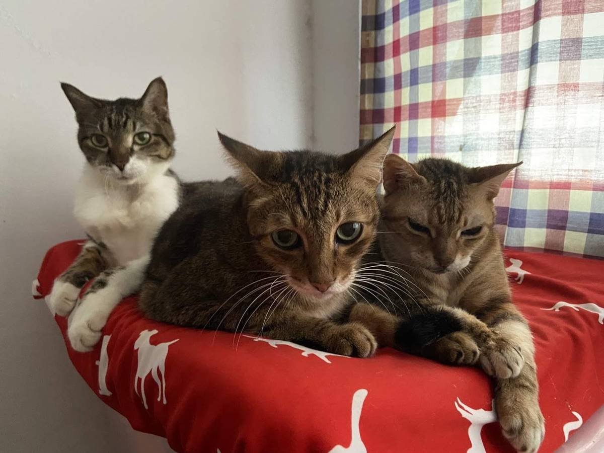 阿呆、巧虎、芼芼（由左至右）