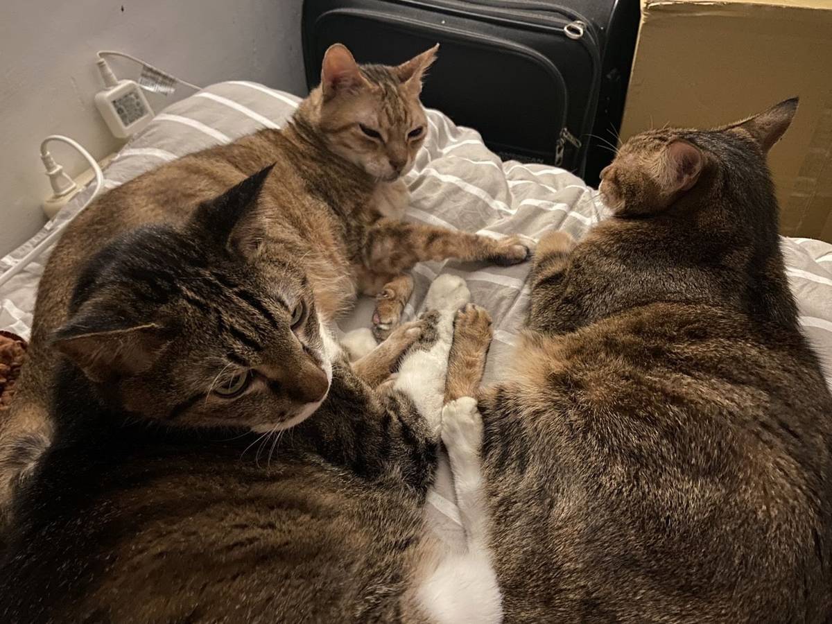 三隻貓霸佔主人的床