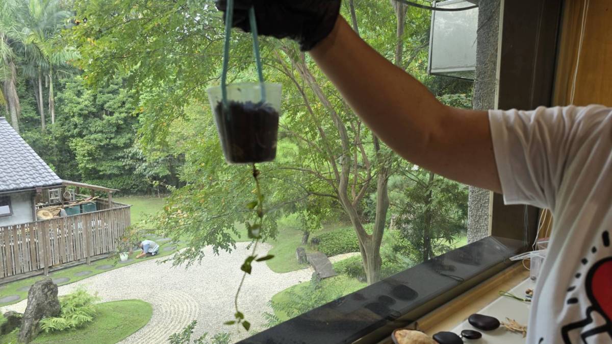 倒栽蔥的四季豆，展現生命力