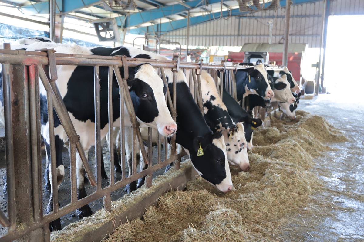 中興大學畜產試驗場是全國首座獲認證大學畜牧試驗場（圖:中興大學提供）