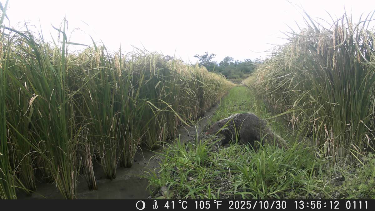 這次紀錄共記錄到7科9種哺乳類，13科22種鳥類和1種爬蟲類，可見萬安田區生物多樣性相當豐富。