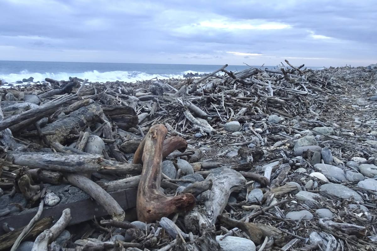 林業保育署臺東分署公告，自11月20日起，開放轄管海岸地區保安林的漂流木，讓民眾自由撿拾，圖為富岡南段保安林漂流木在海岸情況。