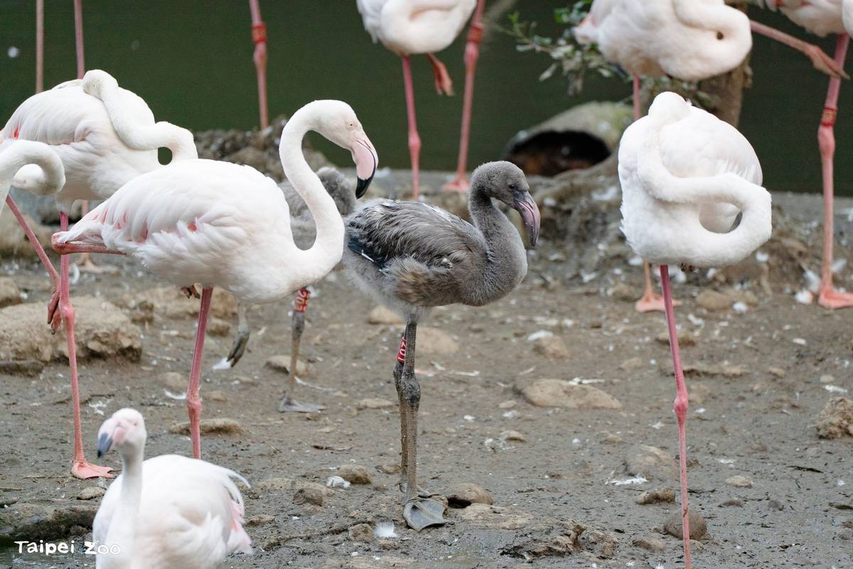大紅鶴寶寶們在親鳥的細心照料下，各個成長快速