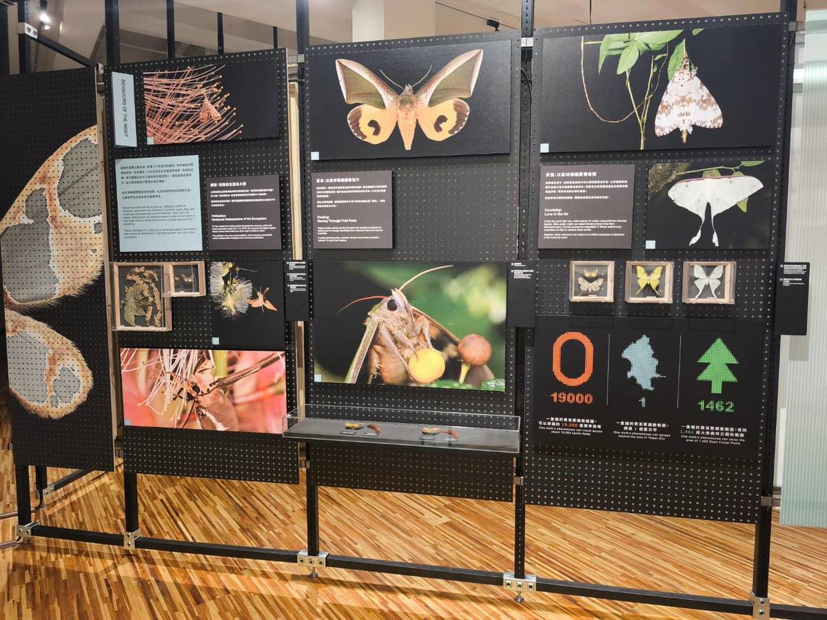 國立臺灣博物館特別策劃「島嶼飛行－臺灣蝶蛾生存記特展」，展出300件蝶蛾典藏標本，。