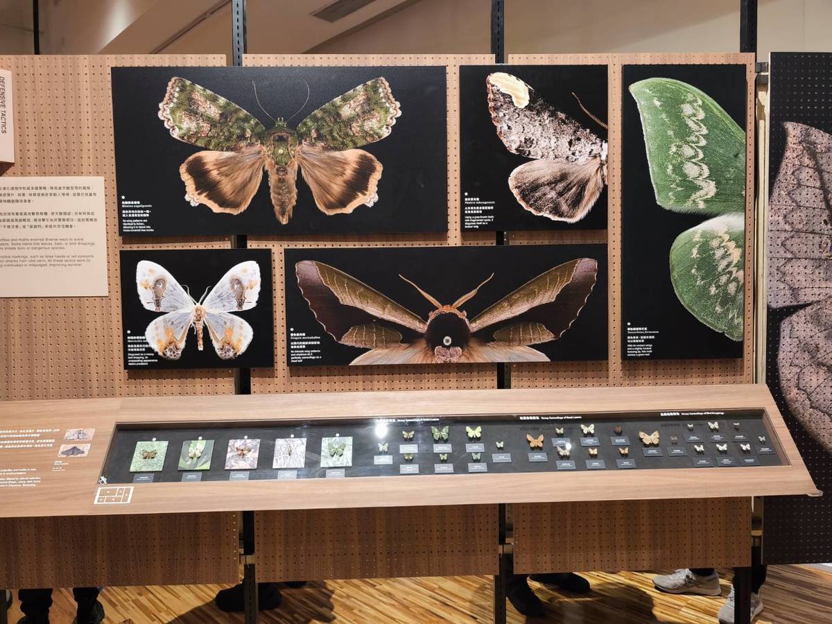 國立臺灣博物館「島嶼飛行－臺灣蝶蛾生存記特展」。