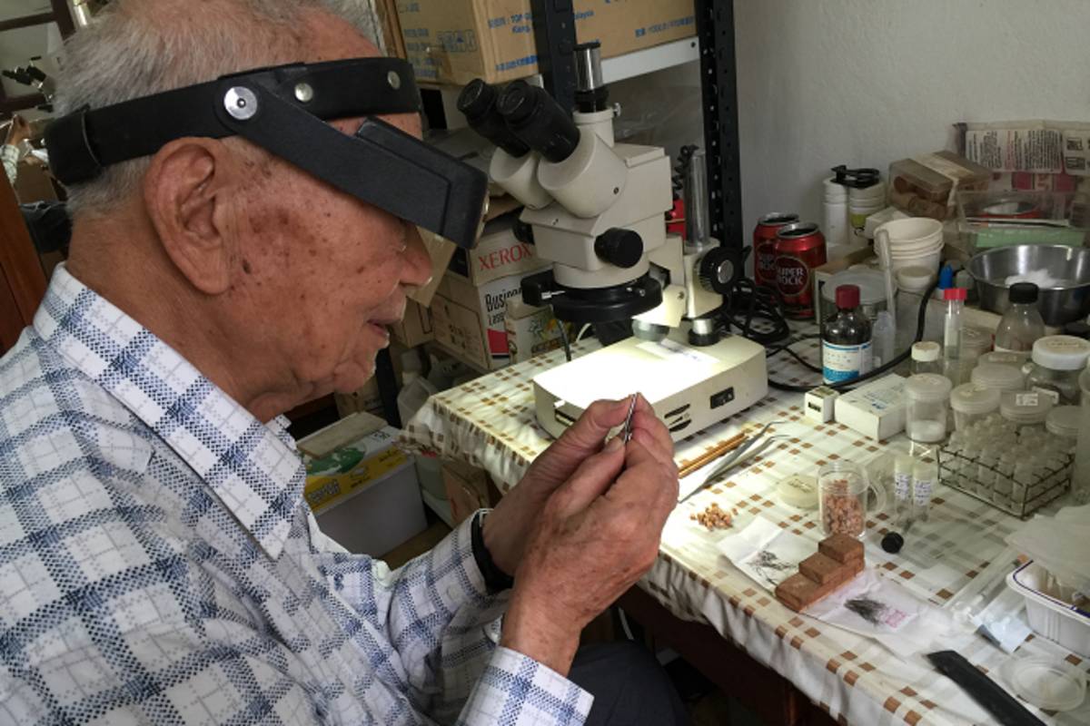 蚊子蟲體與翅足纖細柔弱且易斷裂，製作難度相當高；圖為連日清博士生前製作蚊子標本。圖片提供／國立臺灣大學公共衛生學院副院長蔡坤憲教授