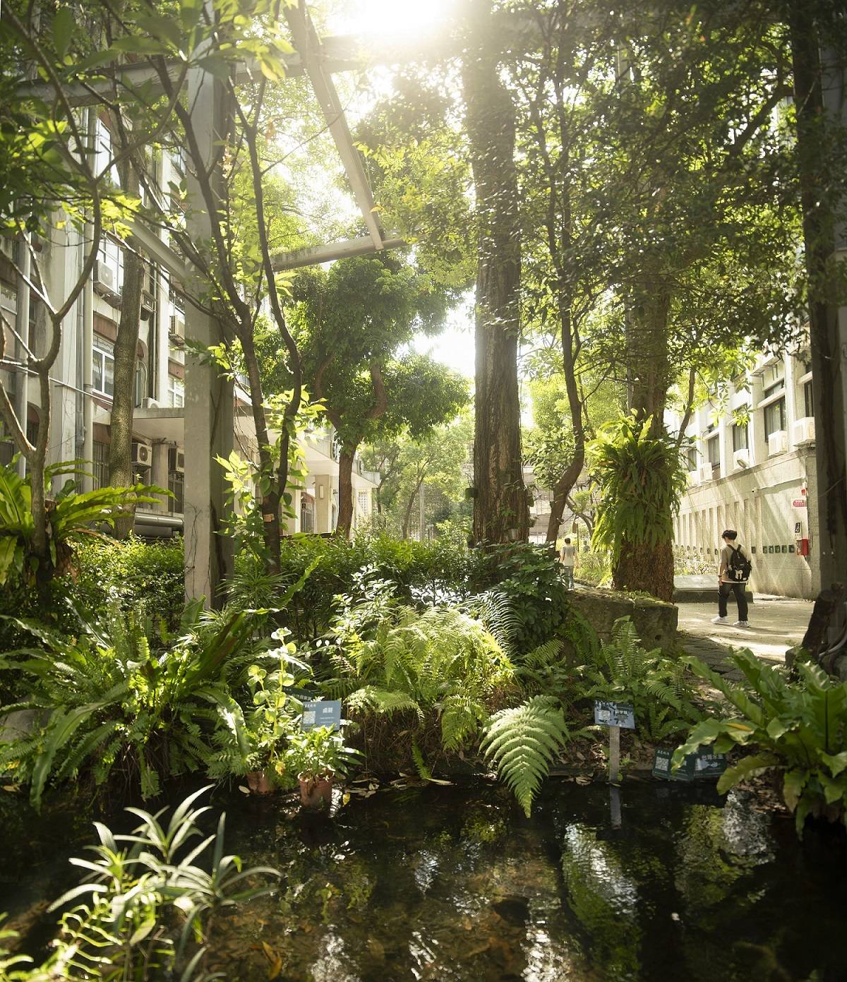 北科大與林業試驗所合作打造全台首座「蕨色校顏」校園蕨類試驗場域，展現校園生物多。(北科大提供)