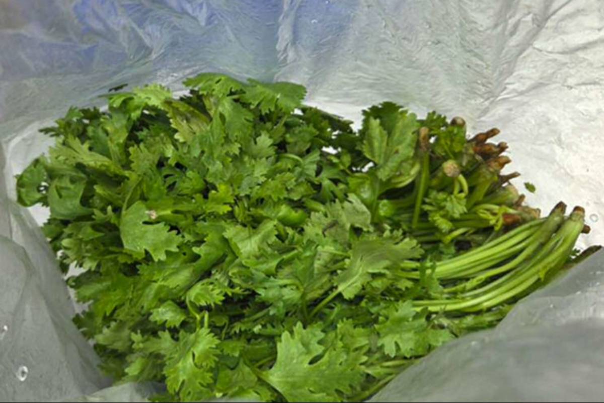 臺北市衛生局執行火鍋料專案抽驗計畫，1件香菜檢出農藥殘留超過容許量