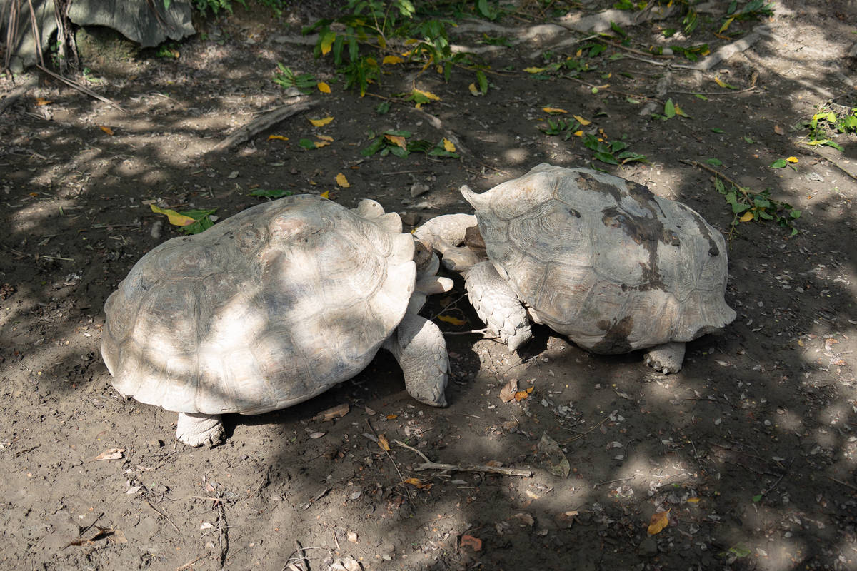蘇卡達象龜為了爭奪地盤而發生打鬥(圖片來源:北市動物園)

