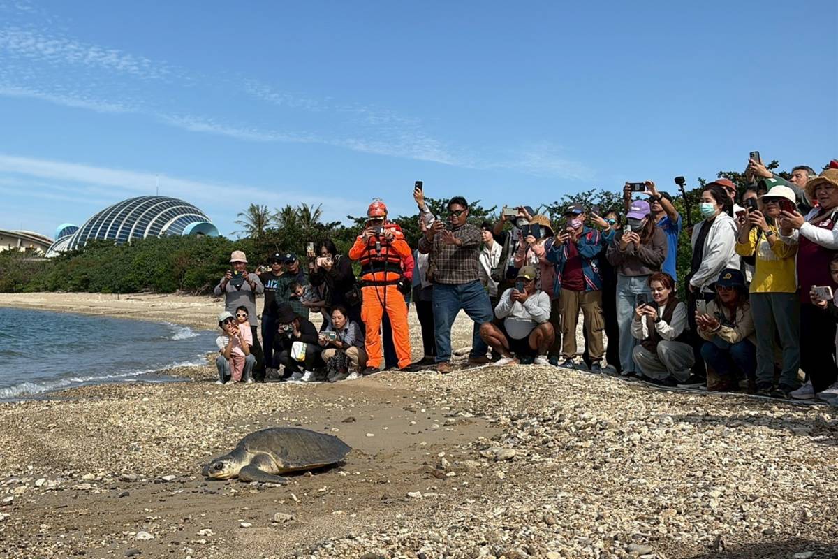 康復海龜爬向大海
