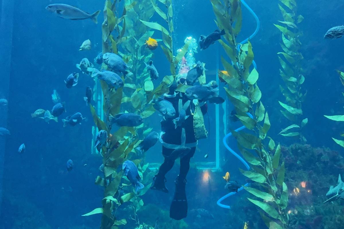 聖誕老人潛入海底