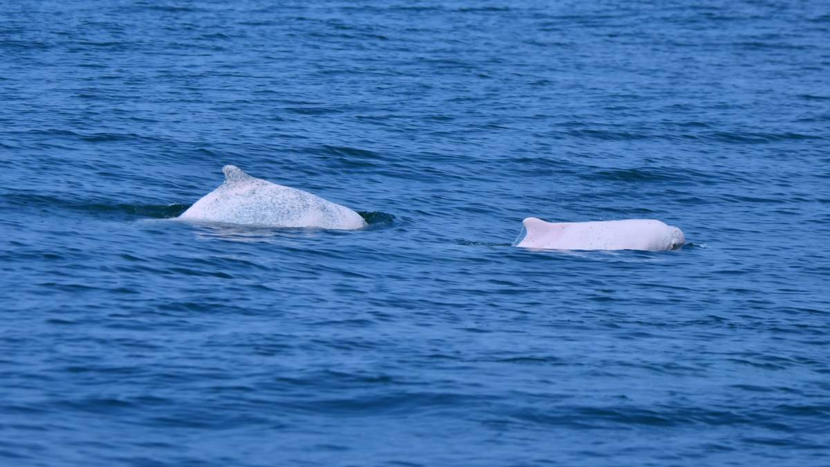 白海豚的身影(照片由郭佳雯研究員提供)