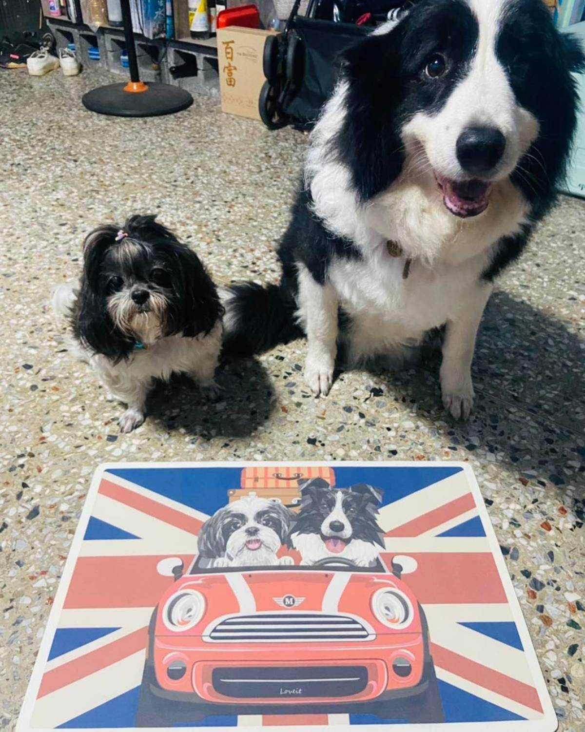 饅頭(右)與黑傑克(左)